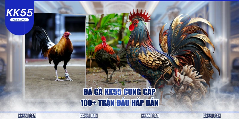 Đá gà cung cấp hơn 100 trận đấu